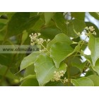 Kamparo eterinis aliejus (Cinnamomum camphora)10ml