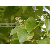 Kamparo eterinis aliejus (Cinnamomum camphora) 5ml
