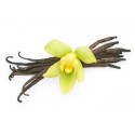 Vanilės absoliutas (Vanilla planifolia) 2ml