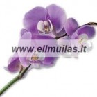 10ml/50/100/250g  Orhidėja  kvapusis aliejus