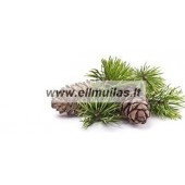 Pušų eterinis aliejus (Pinus sylvestris) 5/10ml