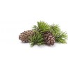 Pušų eterinis aliejus (Pinus sylvestris) 5/10ml