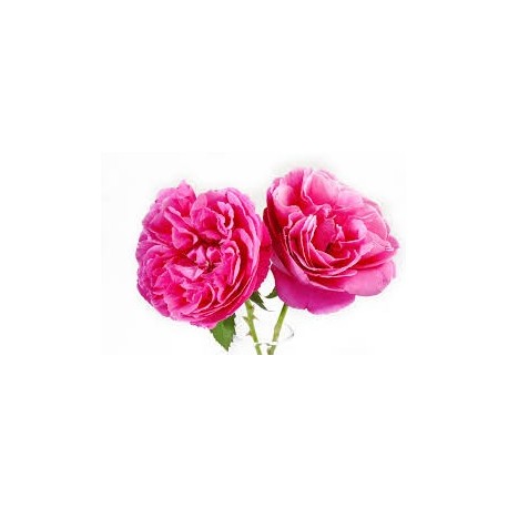 Rožių vaškas 5g