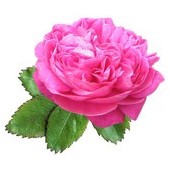 Damaskinių rožių absoliutas(Rosa damascena)