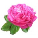 Damaskinių rožių absoliutas(Rosa damascena) 1ml