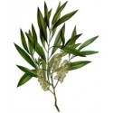 10/30/100ml Arbatmedžių eterinis aliejus (Melaleuca Alternifolia)