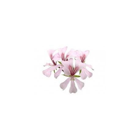 Pelargonijų eterinis aliejus (Pelargonium asperum) 5/10ml