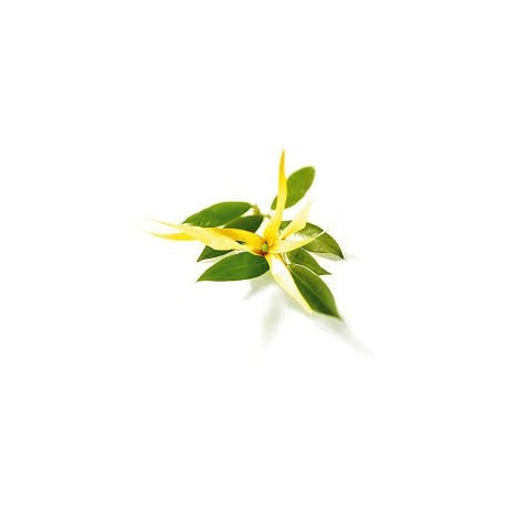 Kanangų (Ylang Ylang) eterinis aliejus (Canaga odorata) 5/10ml